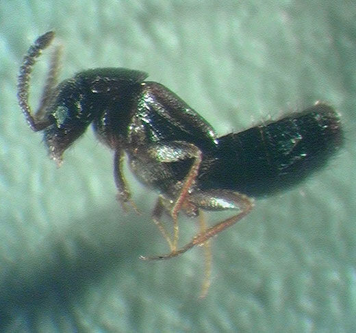 Rove beetle